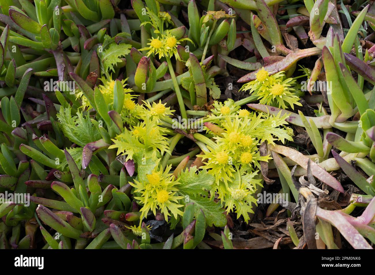 Sanicula arctopoides - footsteps of spring - growing among invasive ice plant. Stock Photo
