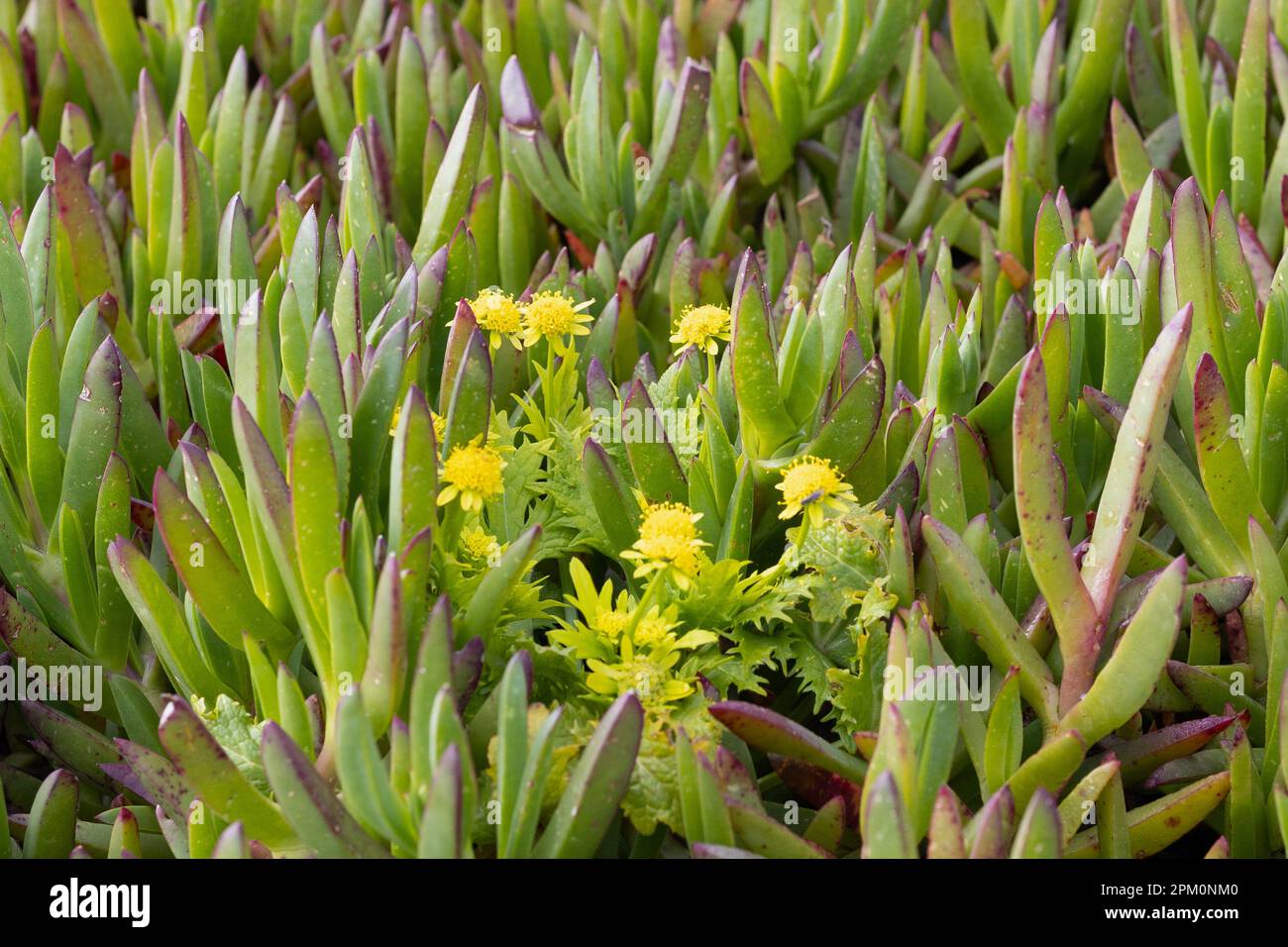 Sanicula arctopoides - footsteps of spring - growing among invasive ice plant. Stock Photo