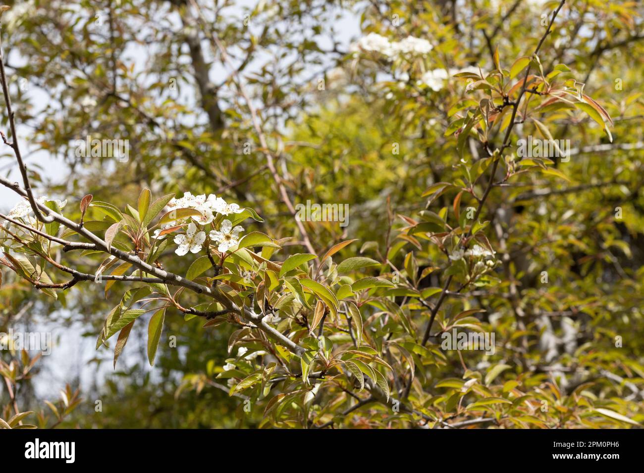 Pyrus pashia - Himalayan pear tree, blossoming. Stock Photo