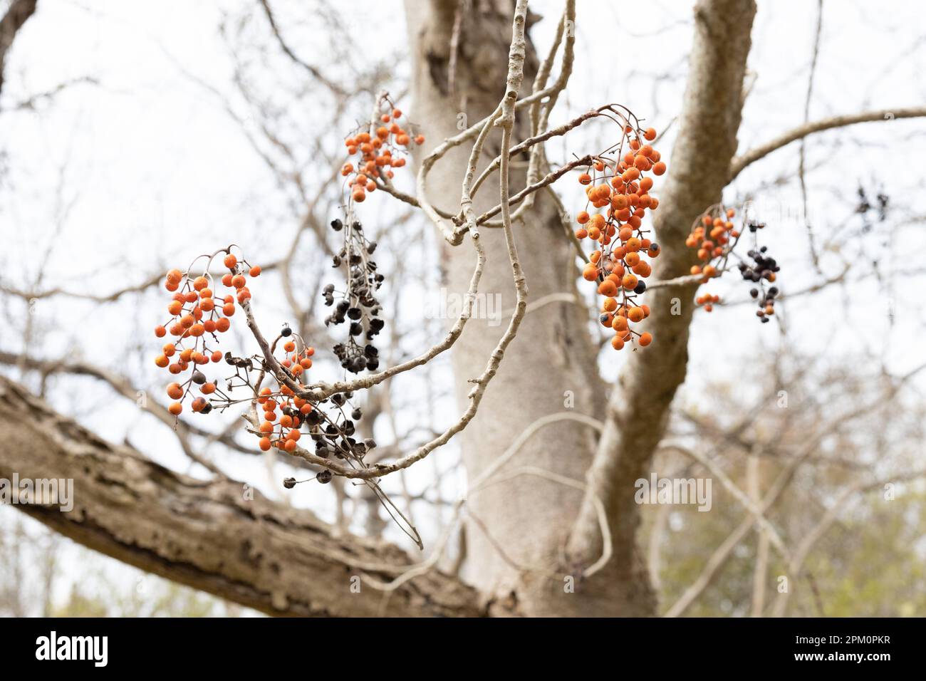 Idesia polycarpa berries on a tree. Stock Photo