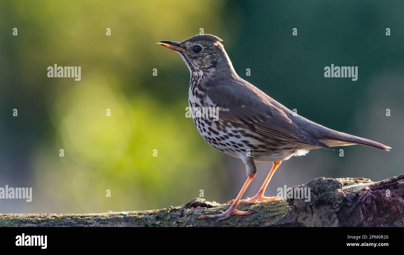 A small thursh bird perched on a wooden tree branch surveys its surroundings with curiosity Stock Photo