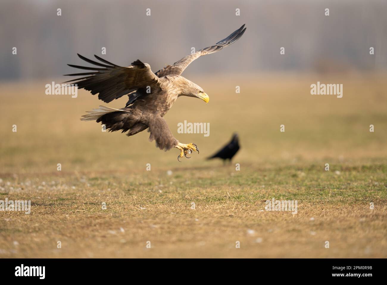 A powerful golden eagle soaring through the sky before gracefully