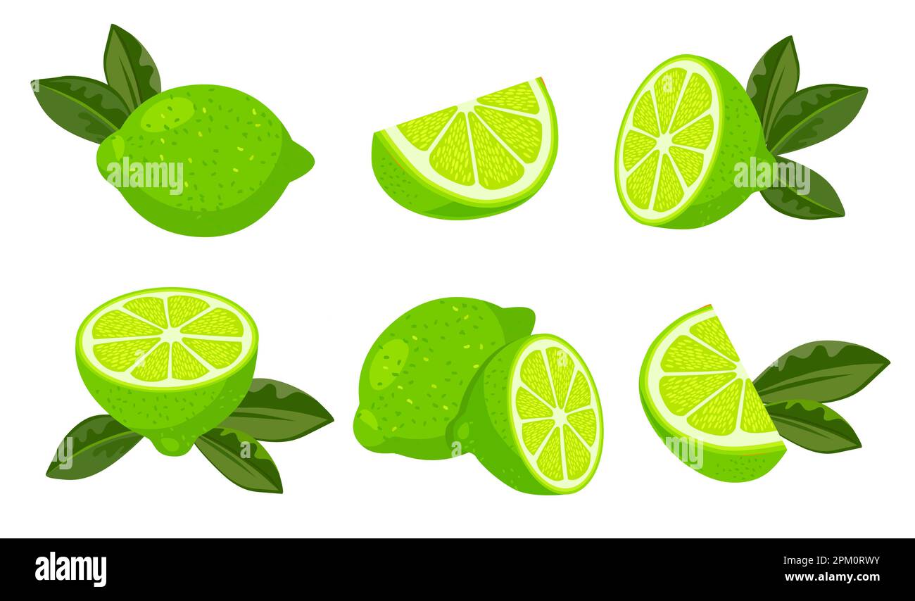 Whole and cut limes with leaves vector illustrations set Stock Vector