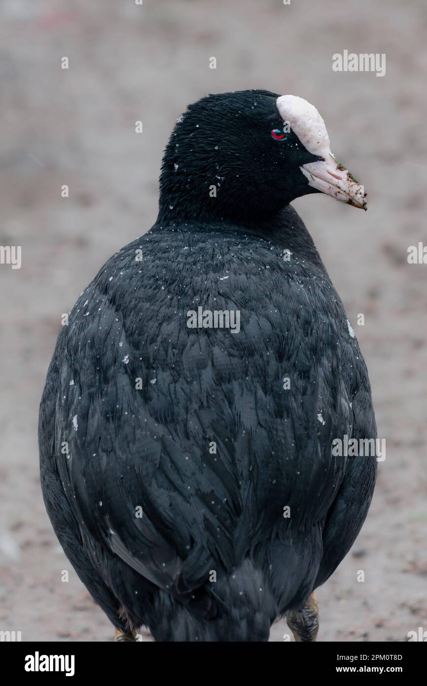 Portrait of a coot from behind on land  in snow and bad weather Stock Photo