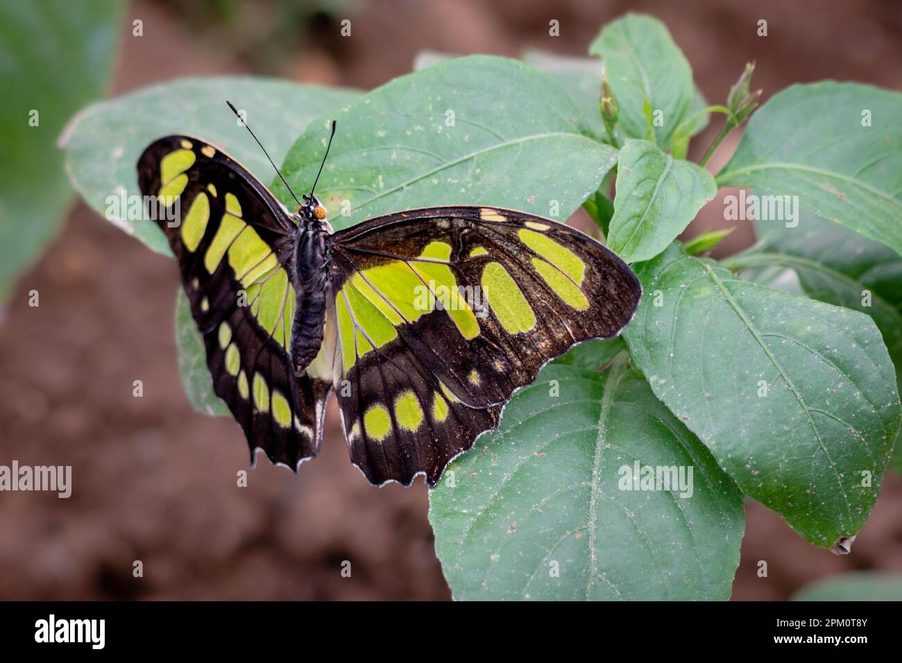 Malachite butterfly with wings open on plant Stock Photo