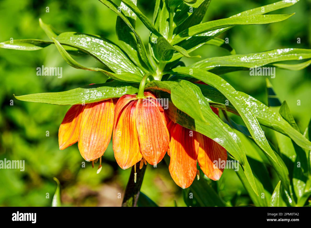 Unusual fritillaria flower in summer garden. Gardening and farming, plant growing. Stock Photo