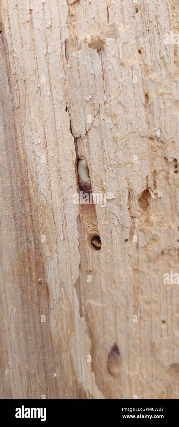 An old tree with a pronounced structure, cracks and traces of the skewers. Shashel sharpens wood. Shashel larva.  Stock Photo