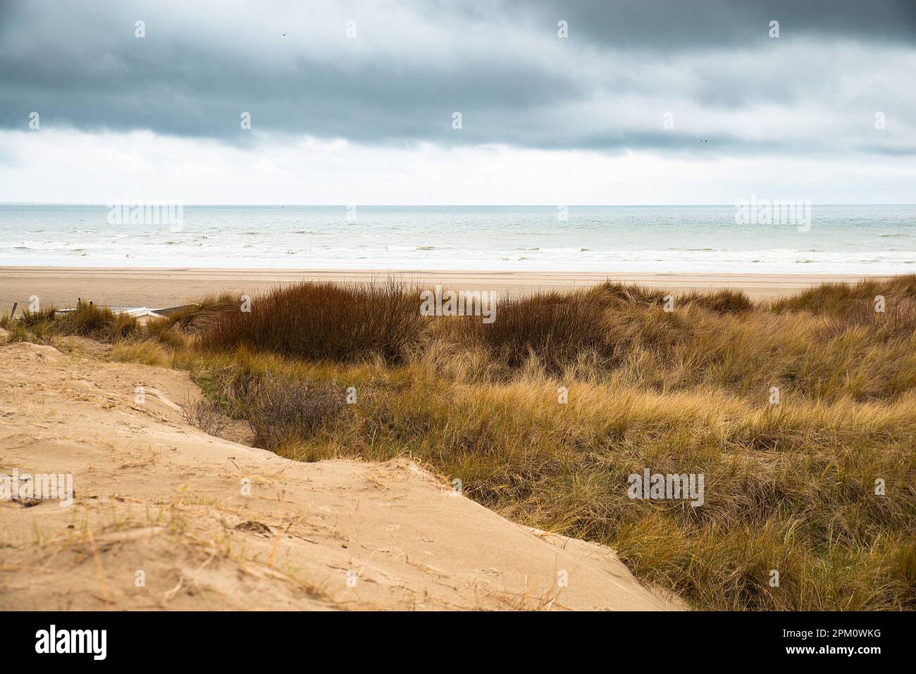 Beach landscape with reed and sand at the North Sea in the Netherlands