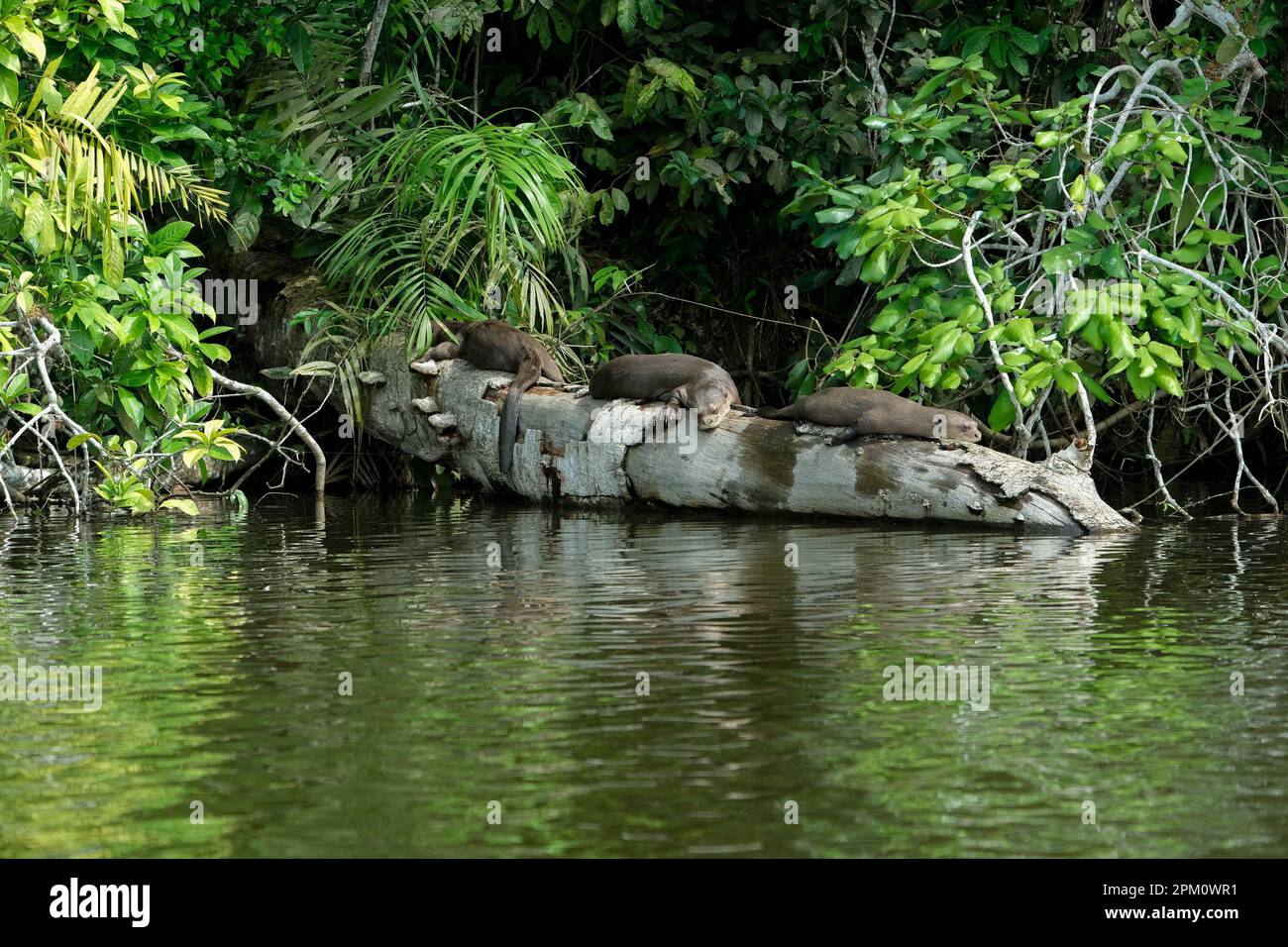 Sleeping otters hi-res stock photography and images - Alamy