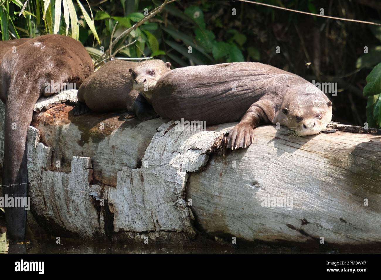 Sea otter family sleeping at tree trunk on Sandoval Lake with forest