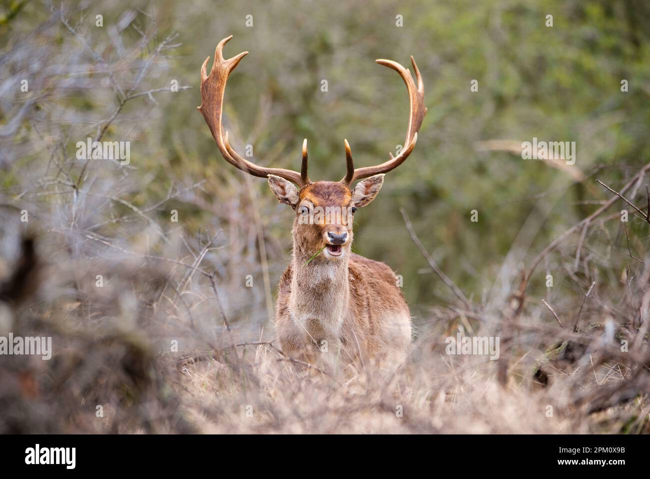 Spring Stag Red deer stag with antlers in spring, forest of Amsterdamse ...