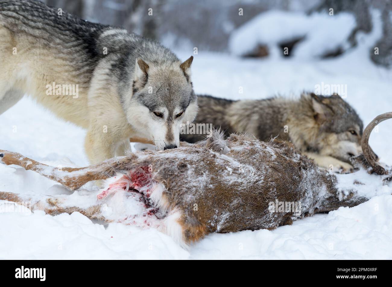 Wolf (Canis lupus) Sniffs at Deer Body Second Chewing in Background Winter - captive animals Stock Photo
