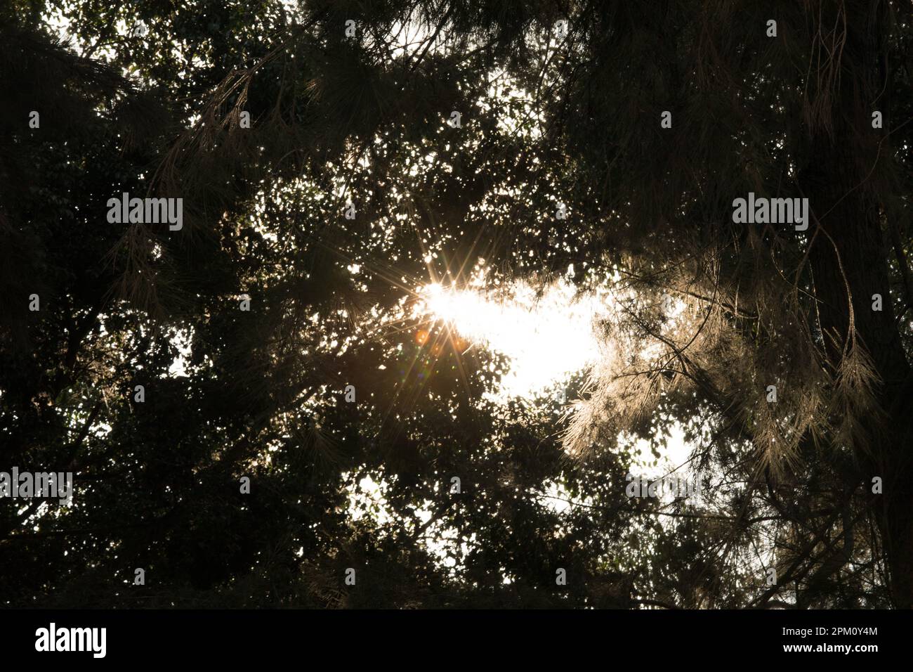 Tree high canopy sunlight coming through sunny day Stock Photo