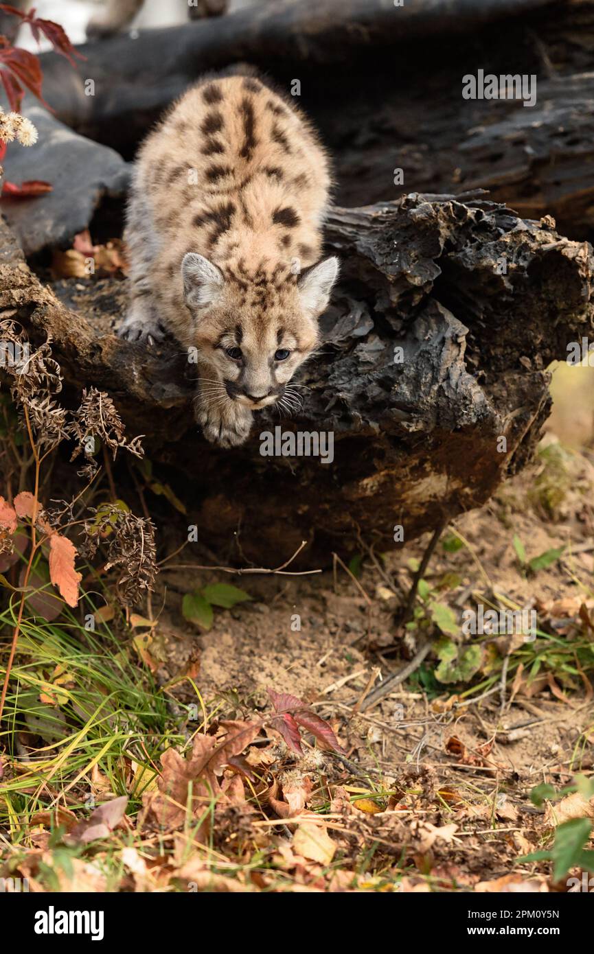 Cougar Kitten (Puma concolor) Jumps Off Log Autumn - captive animal Stock Photo