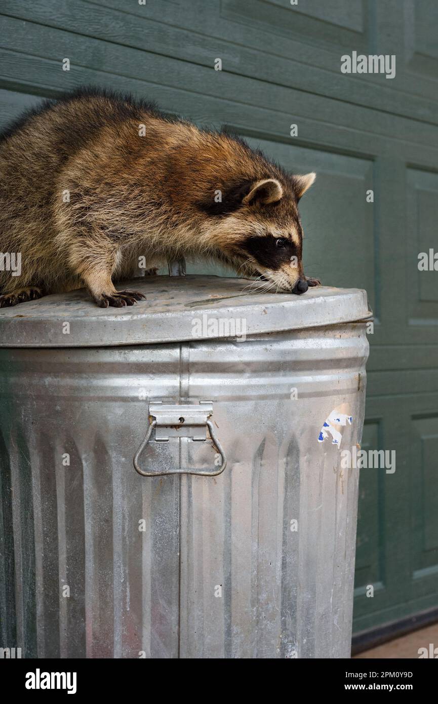 Raccoon (Procyon lotor) Sniffs at Lid of Trash Can - captive animal Stock Photo