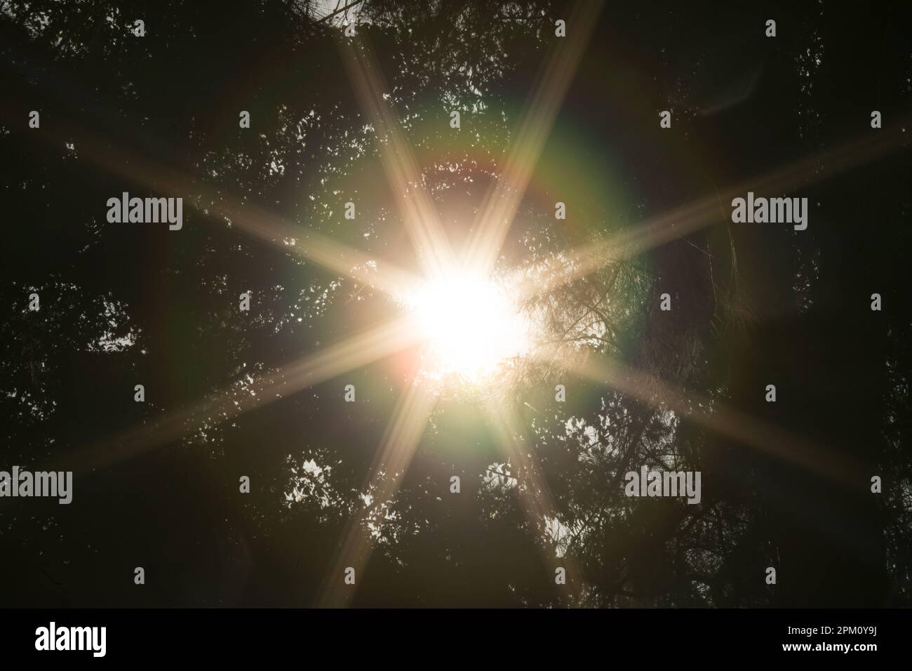 Tree high canopy sunlight coming through sunny day Stock Photo