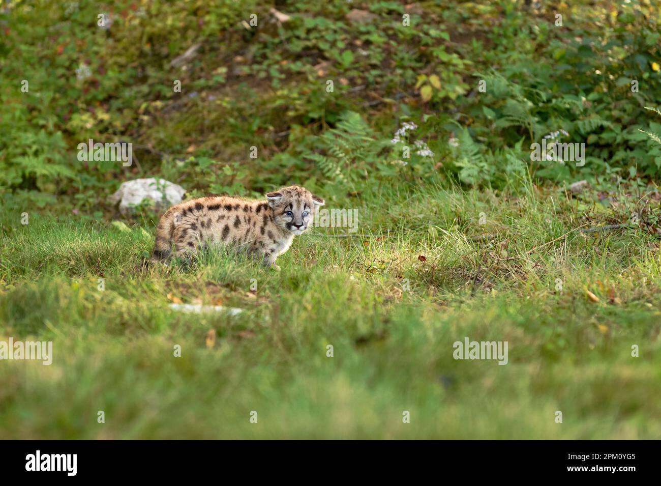 Cougar Kitten (Puma concolor) Stands Alone in Grass Looking Out Autumn - captive animal Stock Photo