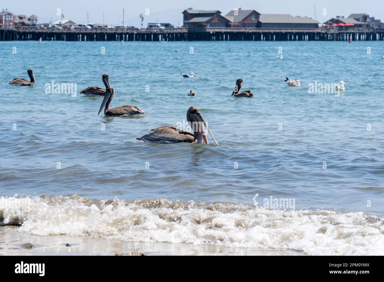 The pelicans at West Beach in Santa Barbara Stock Photo