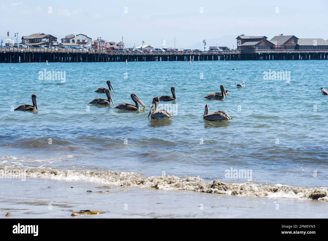 The pelicans at West Beach in Santa Barbara Stock Photo