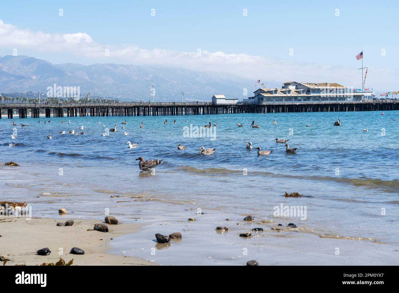 The pelicans at West Beach in Santa Barbara Stock Photo