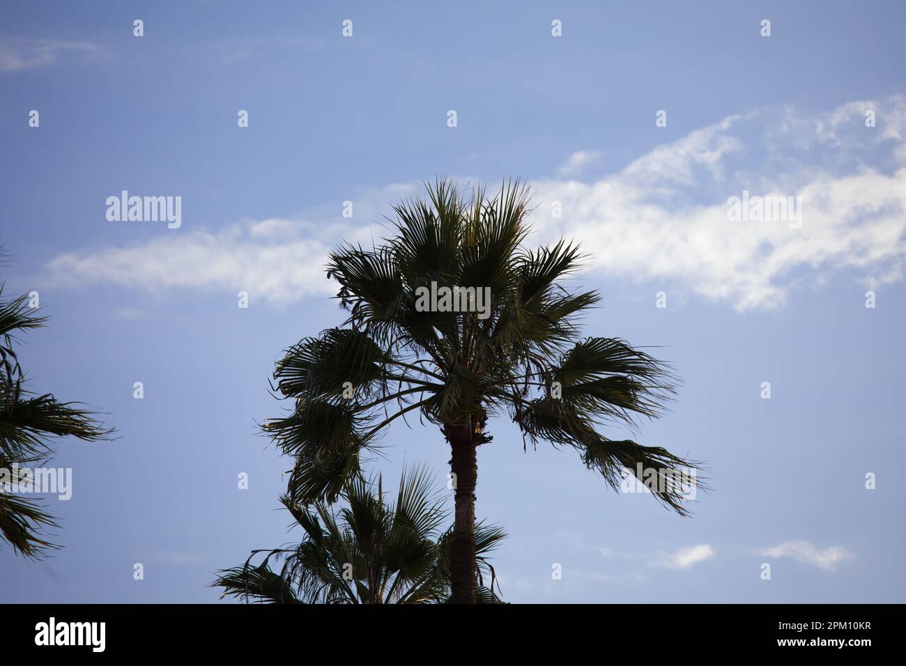 Palm trees moving in the wind in the shore line of Lima Peru Stock Photo Alamy