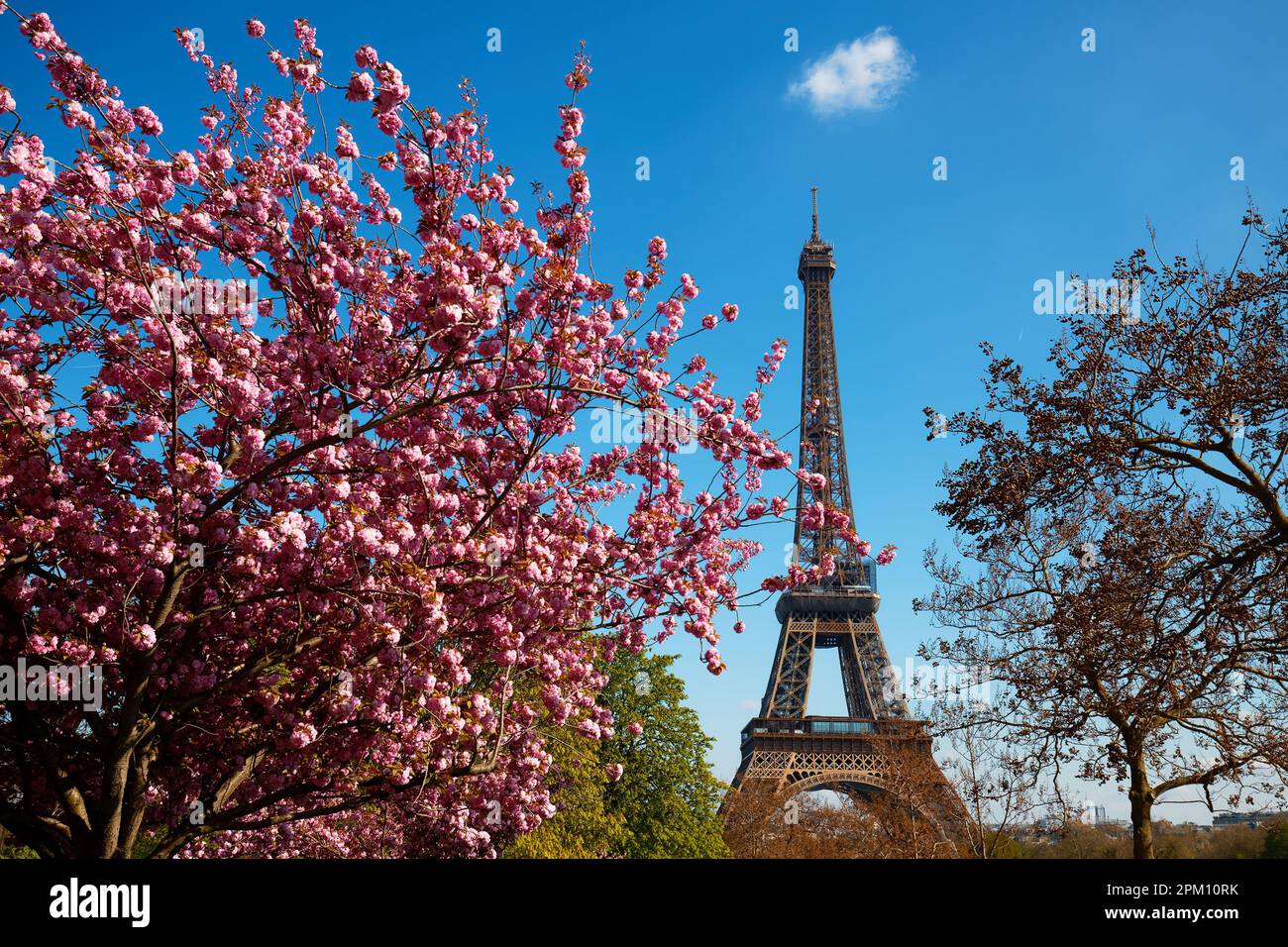 Cherry blossom flowers in full bloom with Eiffel tower in the background. Early spring in Paris, France Stock Photo