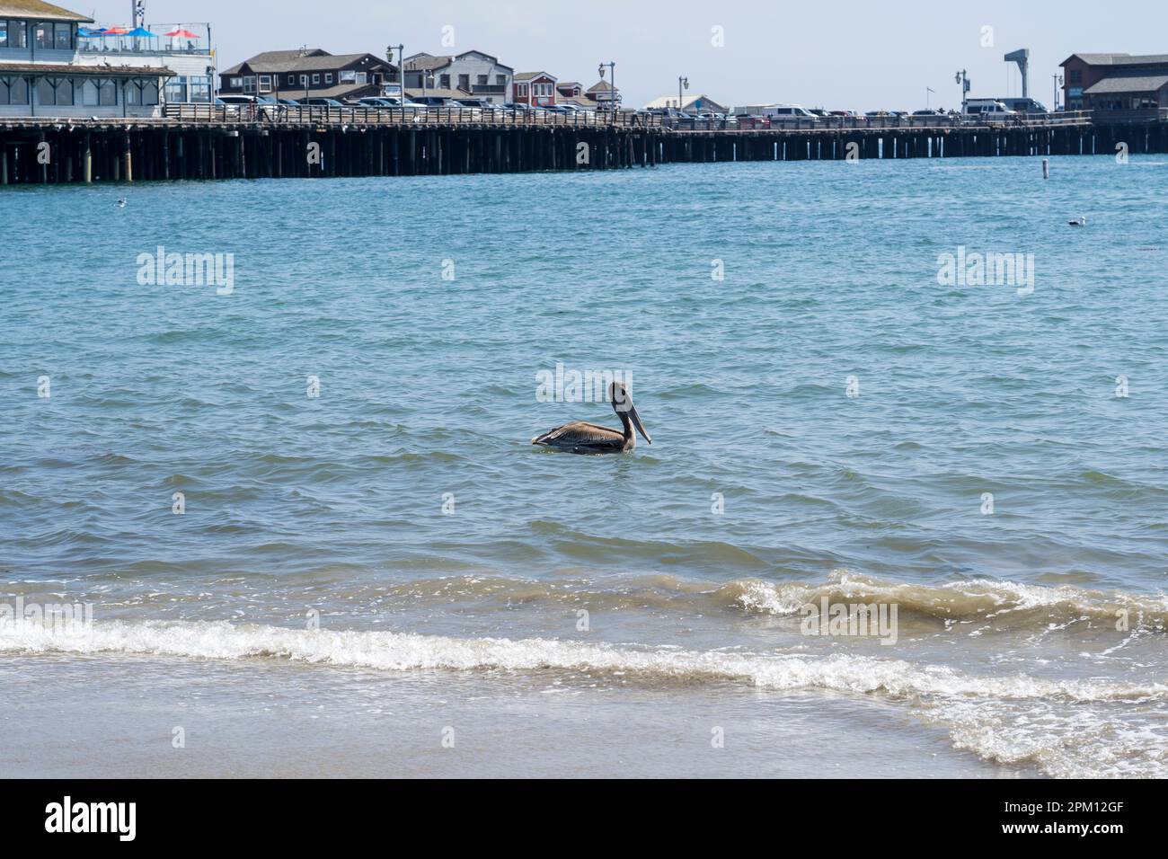 The pelicans at West Beach in Santa Barbara Stock Photo