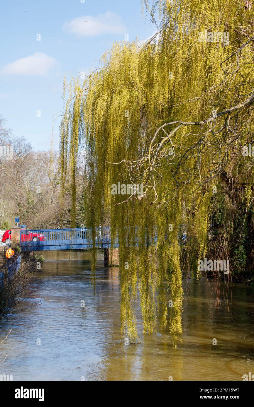 Weeping willow tree and water hires stock photography and images Alamy