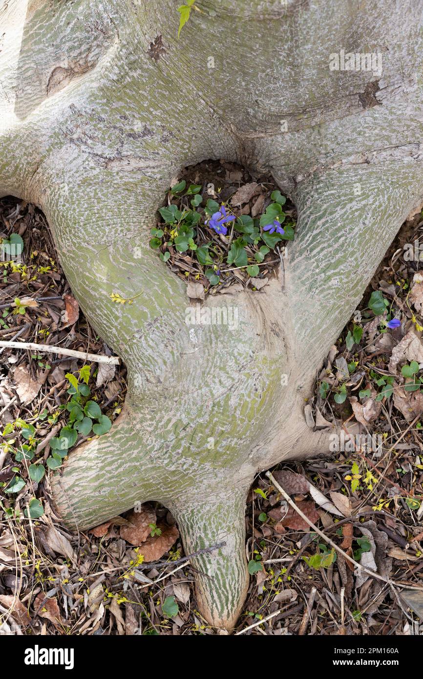 Wild violets growing in a hollow section at the base of a tree. Stock Photo
