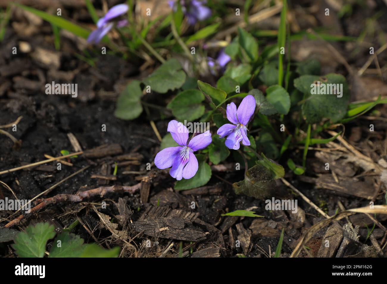 Viola ruprestis, lilac wildflowers growing in spring Stock Photo