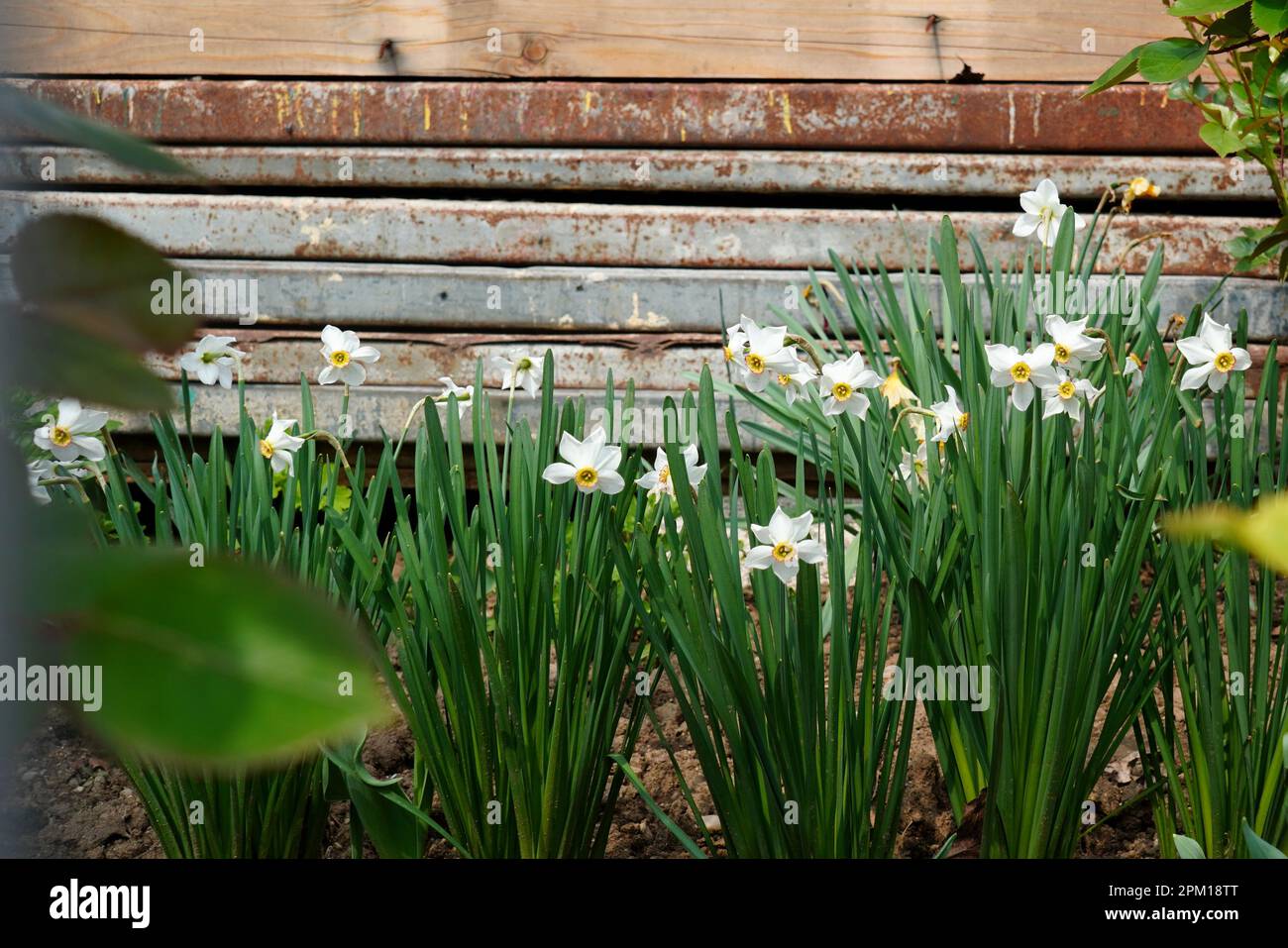 White daffodils flowers in a garden in spring Stock Photo