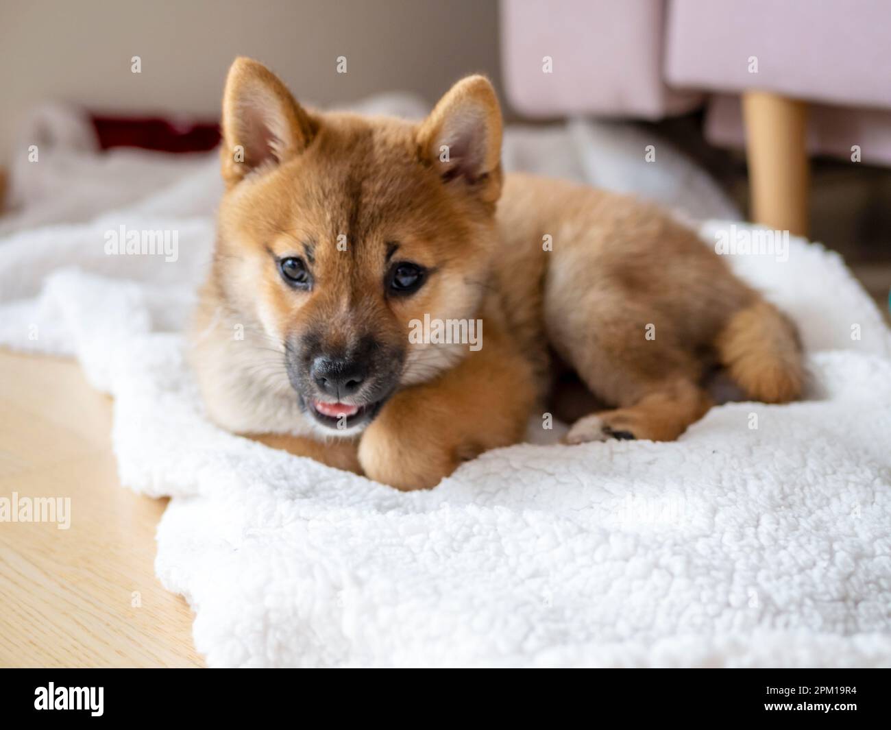 Portrait of cute Shiba Inu small dog, puppy, Close up. Dogecoin. Red-haired  Japanese dog smile portrait. Illuminating color, cryptocurrency, electronic  money. High quality photo Stock Photo - Alamy