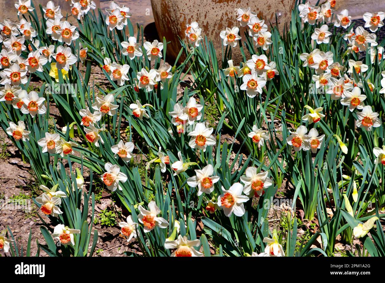 Daffodil Hill at Lake View Cemetery in Cleveland, Ohio, full of