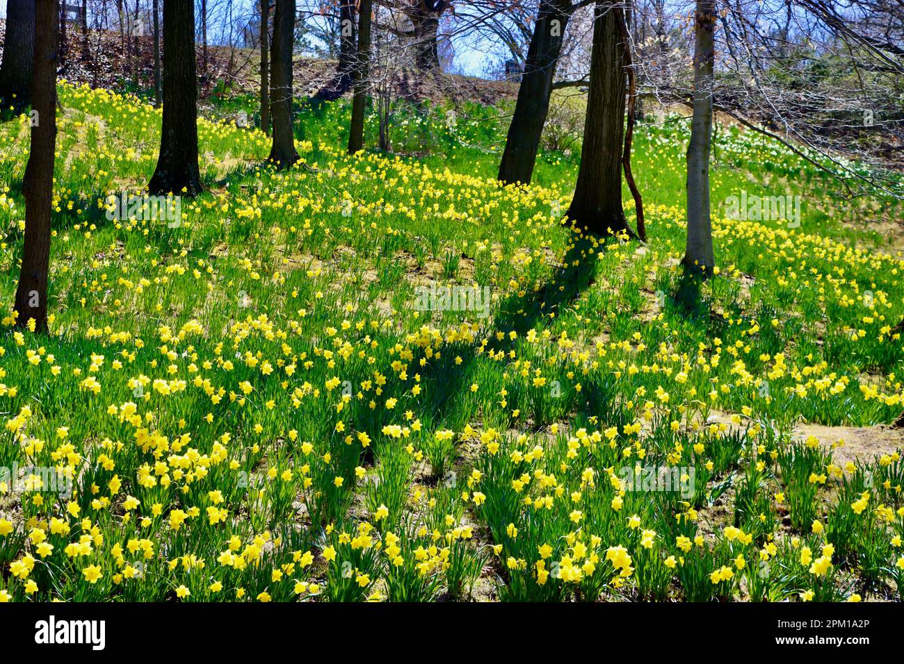 Daffodil Hill at Lake View Cemetery in Cleveland, Ohio, full of
