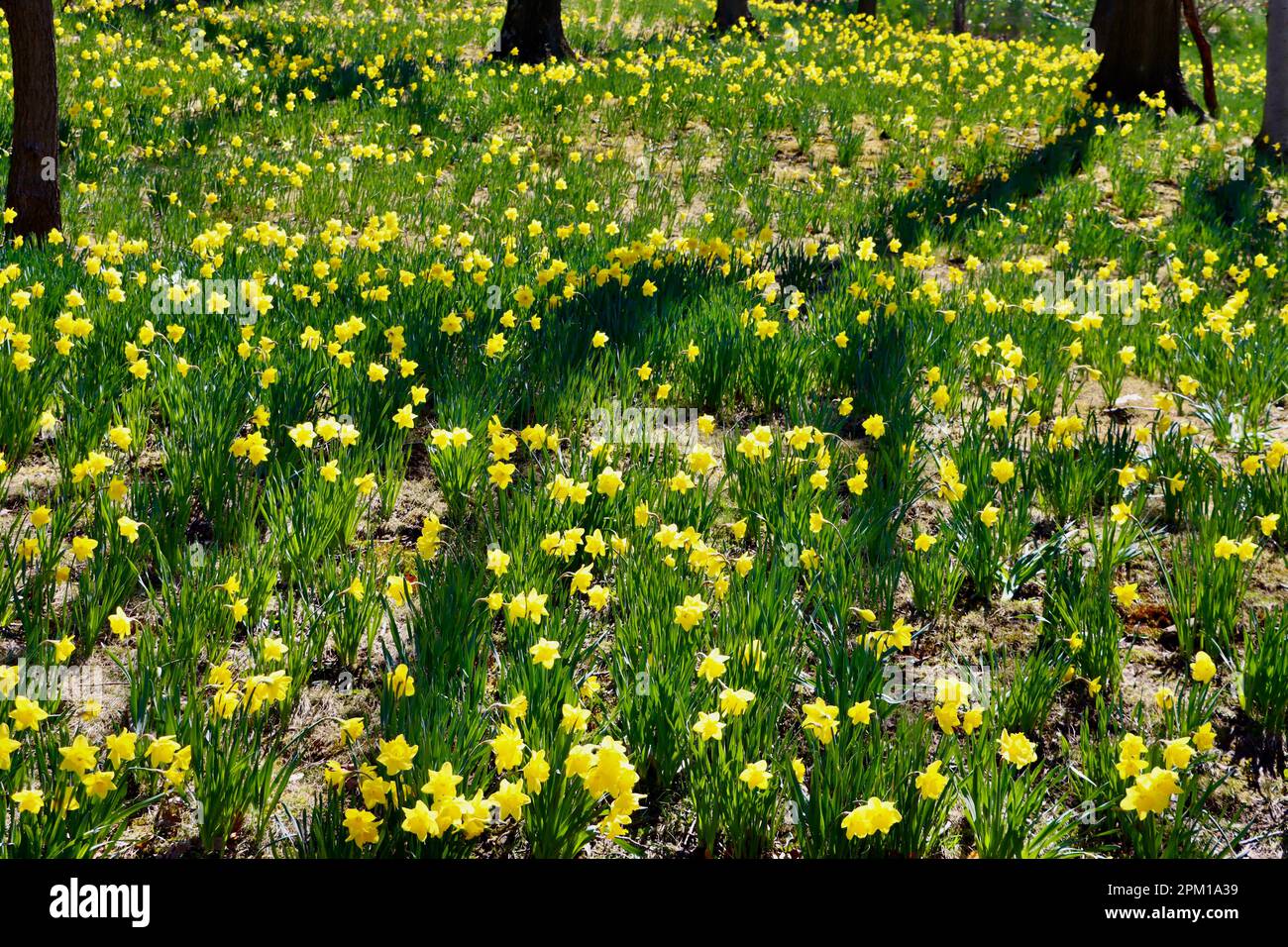 Daffodil Hill at Lake View Cemetery in Cleveland, Ohio, full of