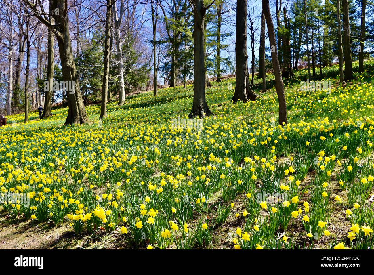 Daffodil Hill at Lake View Cemetery in Cleveland, Ohio, full of