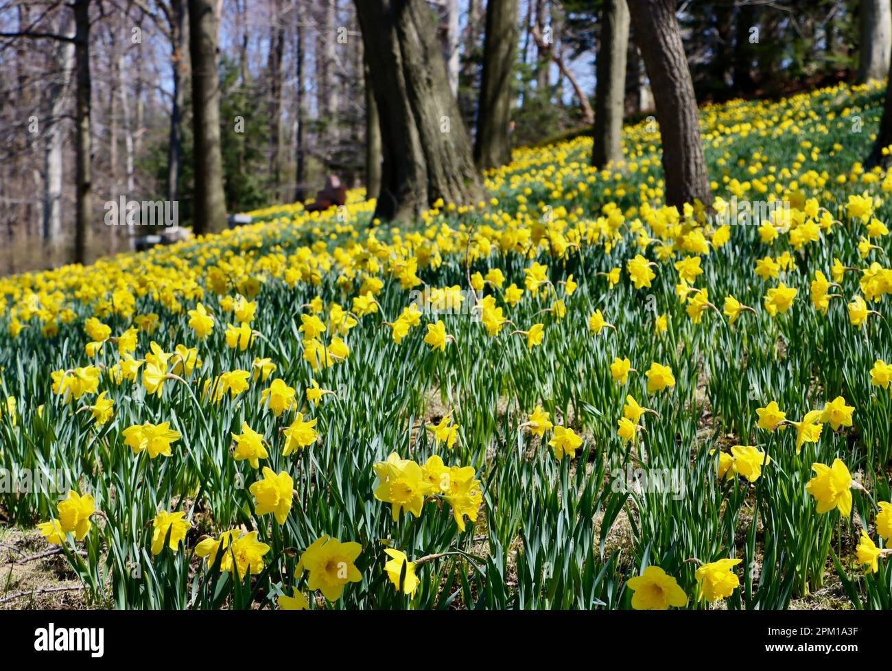 Daffodil Hill at Lake View Cemetery in Cleveland, Ohio, full of