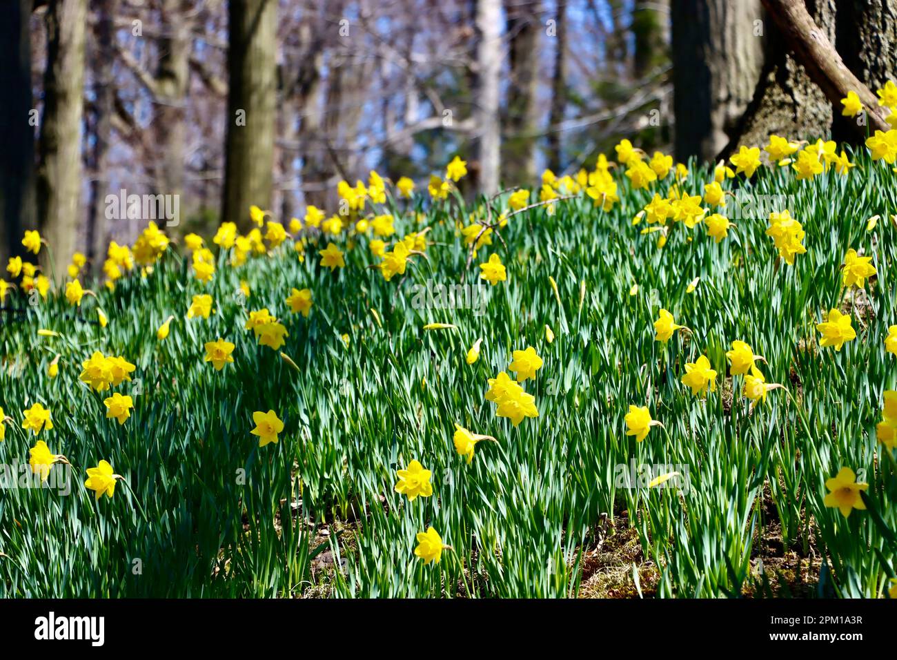 Daffodil Hill at Lake View Cemetery in Cleveland, Ohio, full of