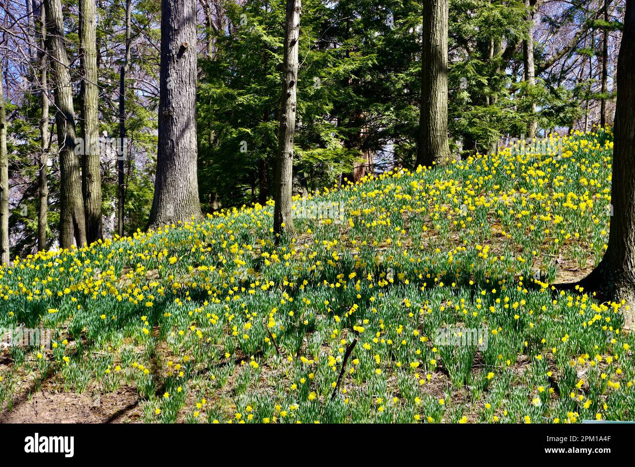 Daffodil Hill at Lake View Cemetery in Cleveland, Ohio, full of
