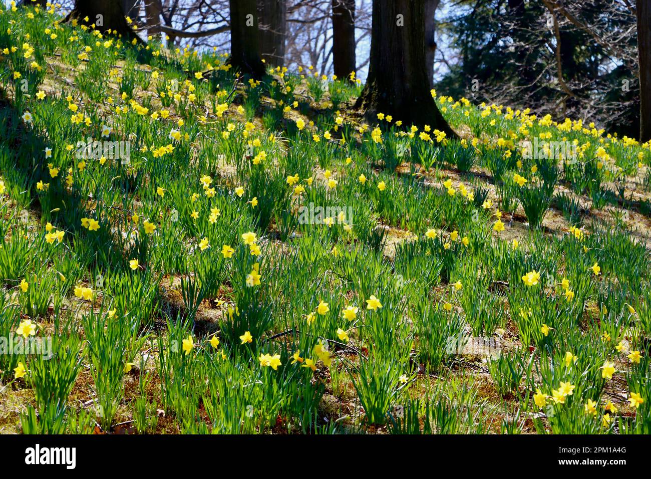 Daffodil Hill at Lake View Cemetery in Cleveland, Ohio, full of