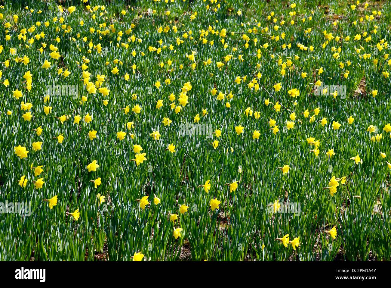 Daffodil Hill at Lake View Cemetery in Cleveland, Ohio, full of
