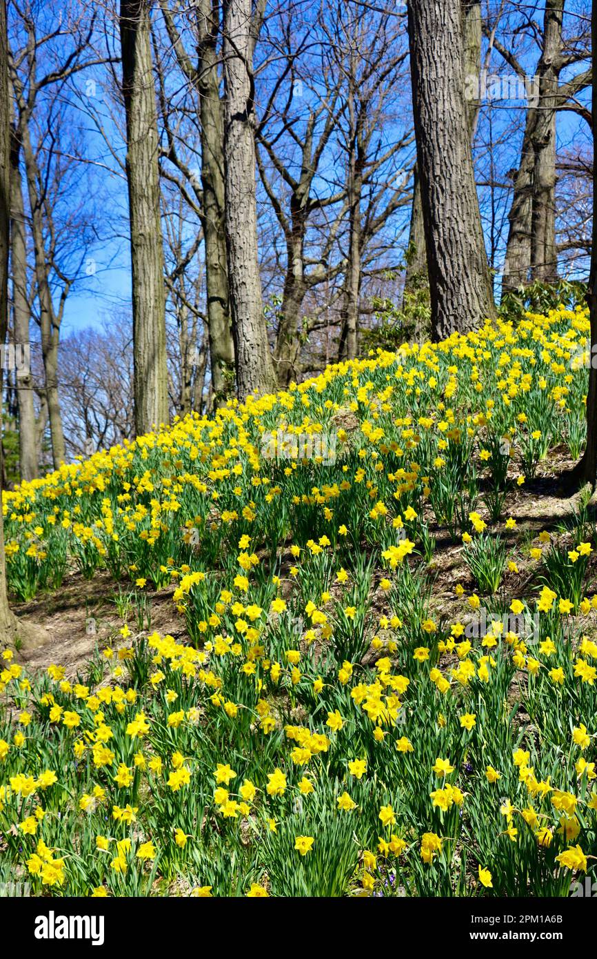 Daffodil Hill at Lake View Cemetery in Cleveland, Ohio, full of