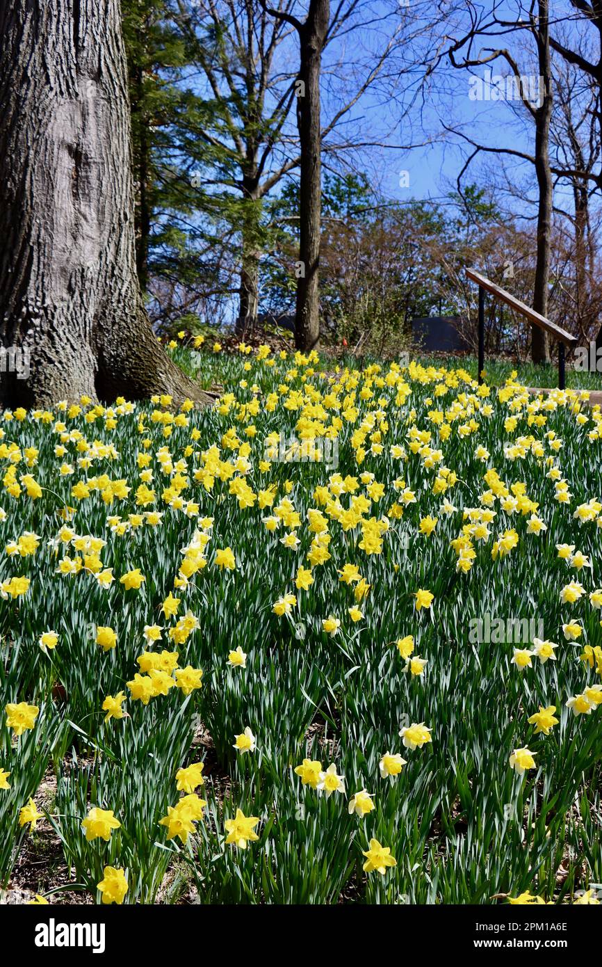 Daffodil Hill at Lake View Cemetery in Cleveland, Ohio, full of