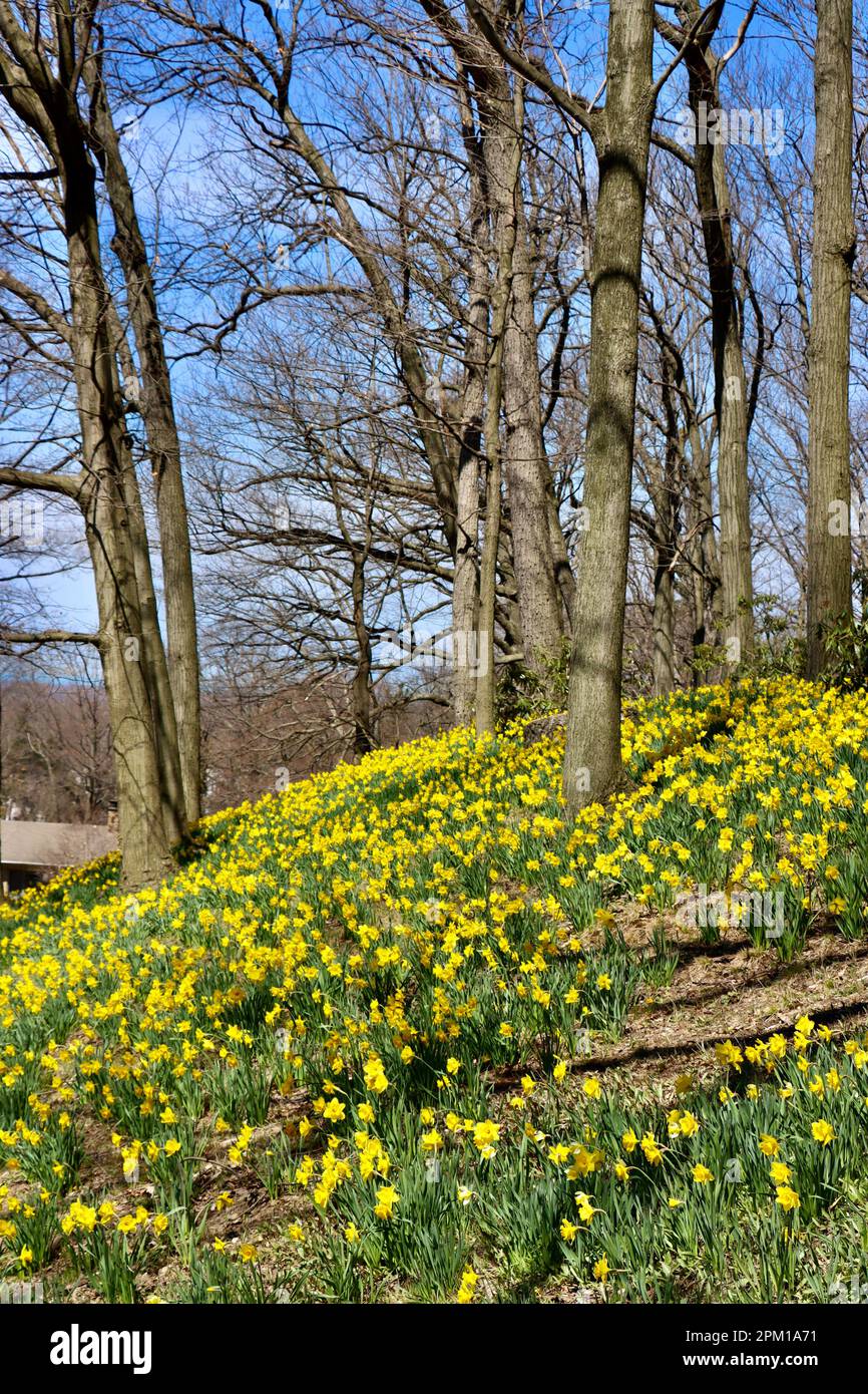 Daffodil Hill at Lake View Cemetery in Cleveland, Ohio, full of