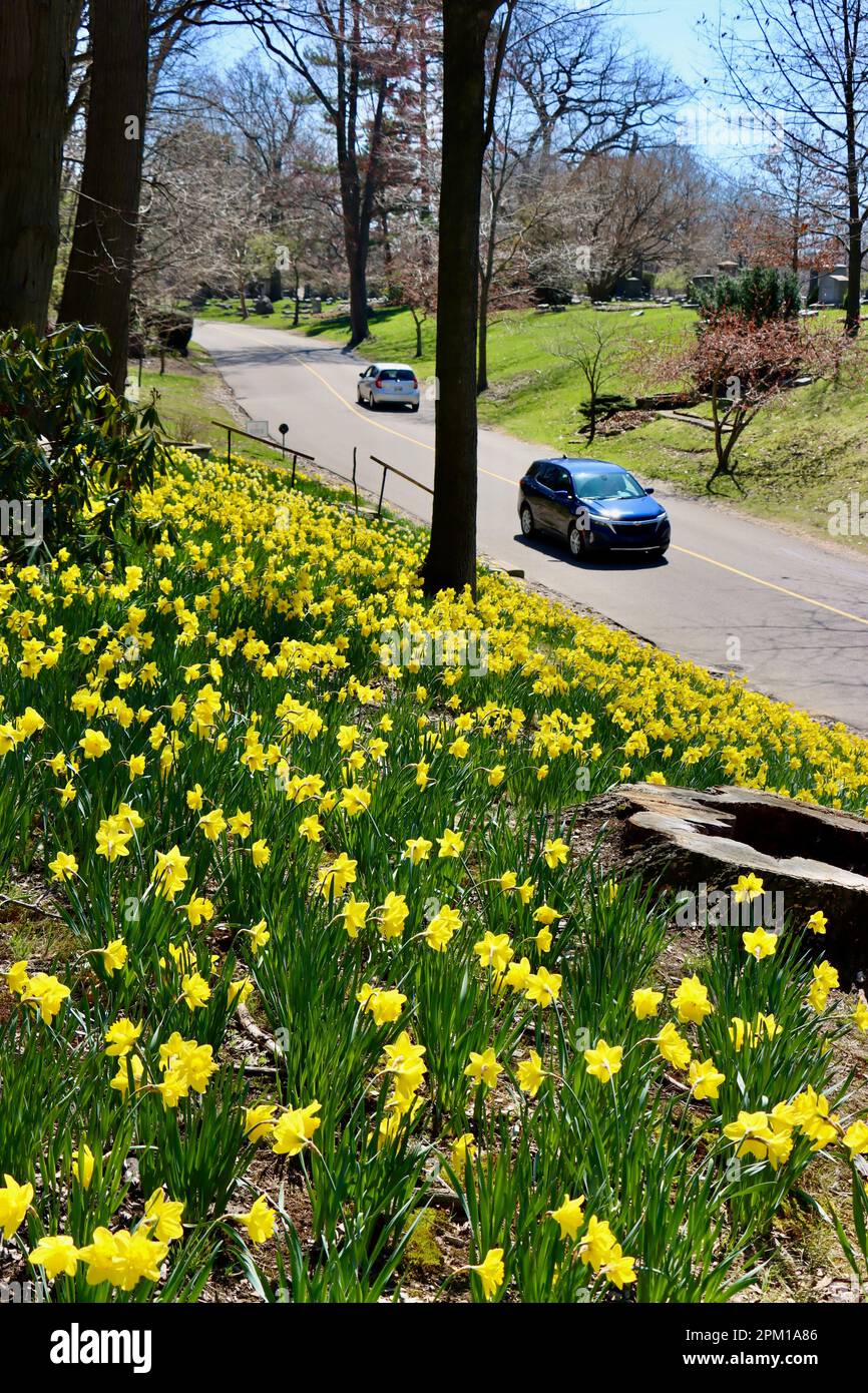 Daffodil Hill at Lake View Cemetery in Cleveland, Ohio, full of
