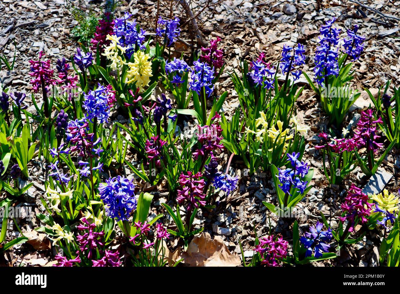 Hyacinthus orientalis, multicolor hyacinths near Wade Chapel at Lake View Cemetery in Cleveland, Ohio Stock Photo