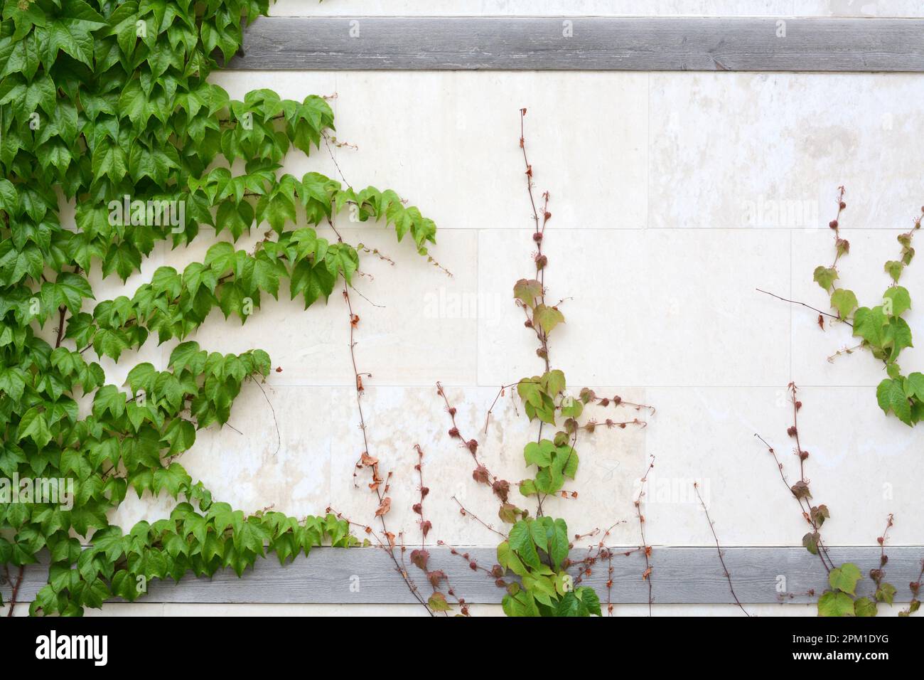 Plants growing stone wall day hi-res stock photography and images - Alamy