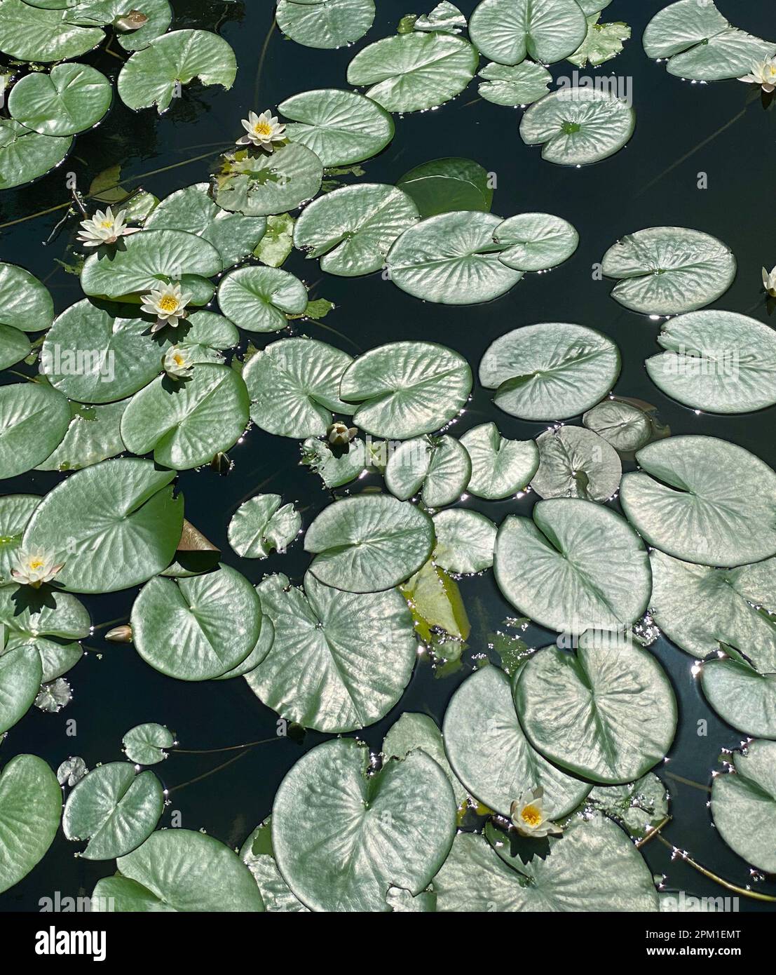 Lotus leaves in pond hi-res stock photography and images - Alamy