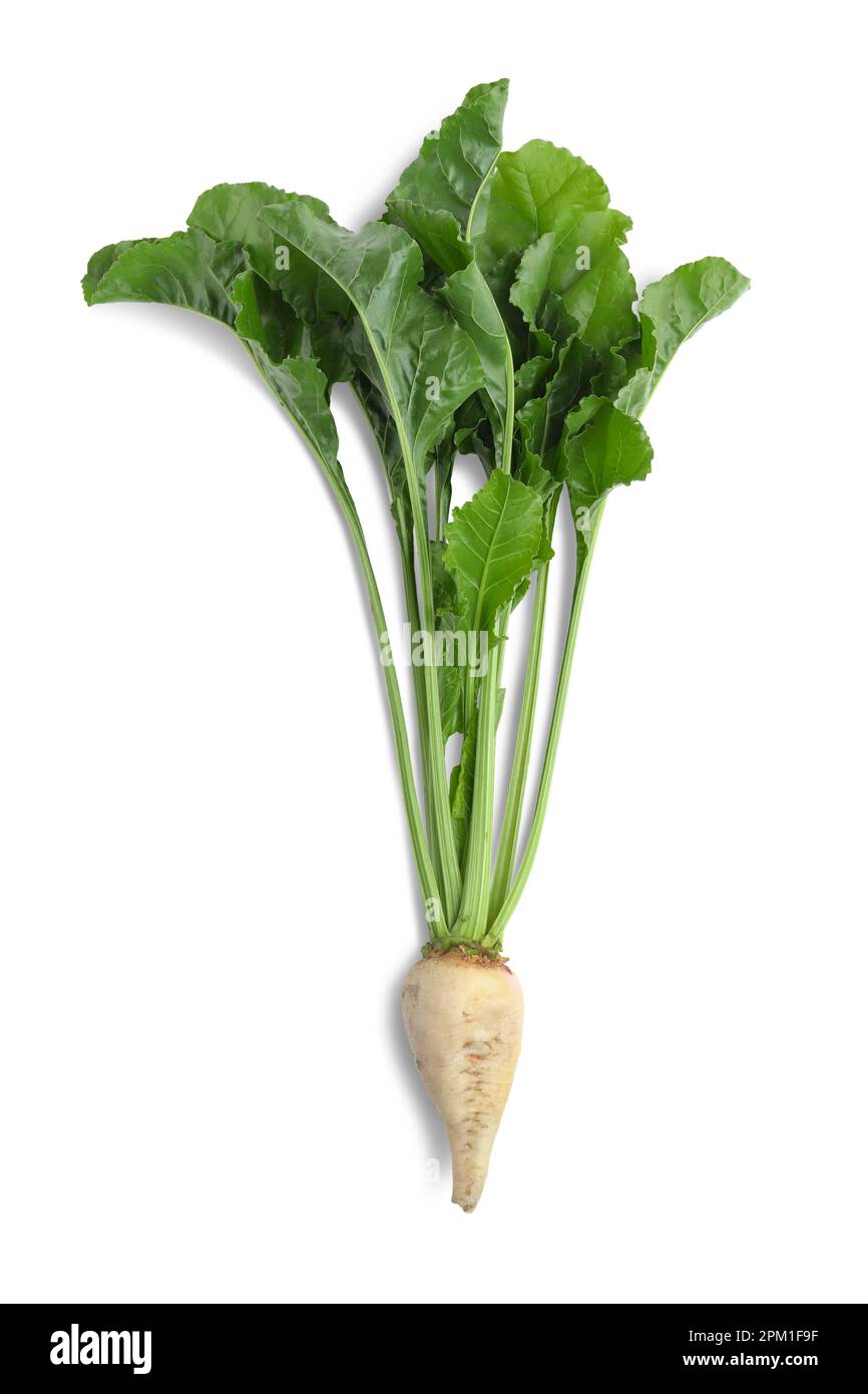 Sugar beet with leaves on white background Stock Photo Alamy
