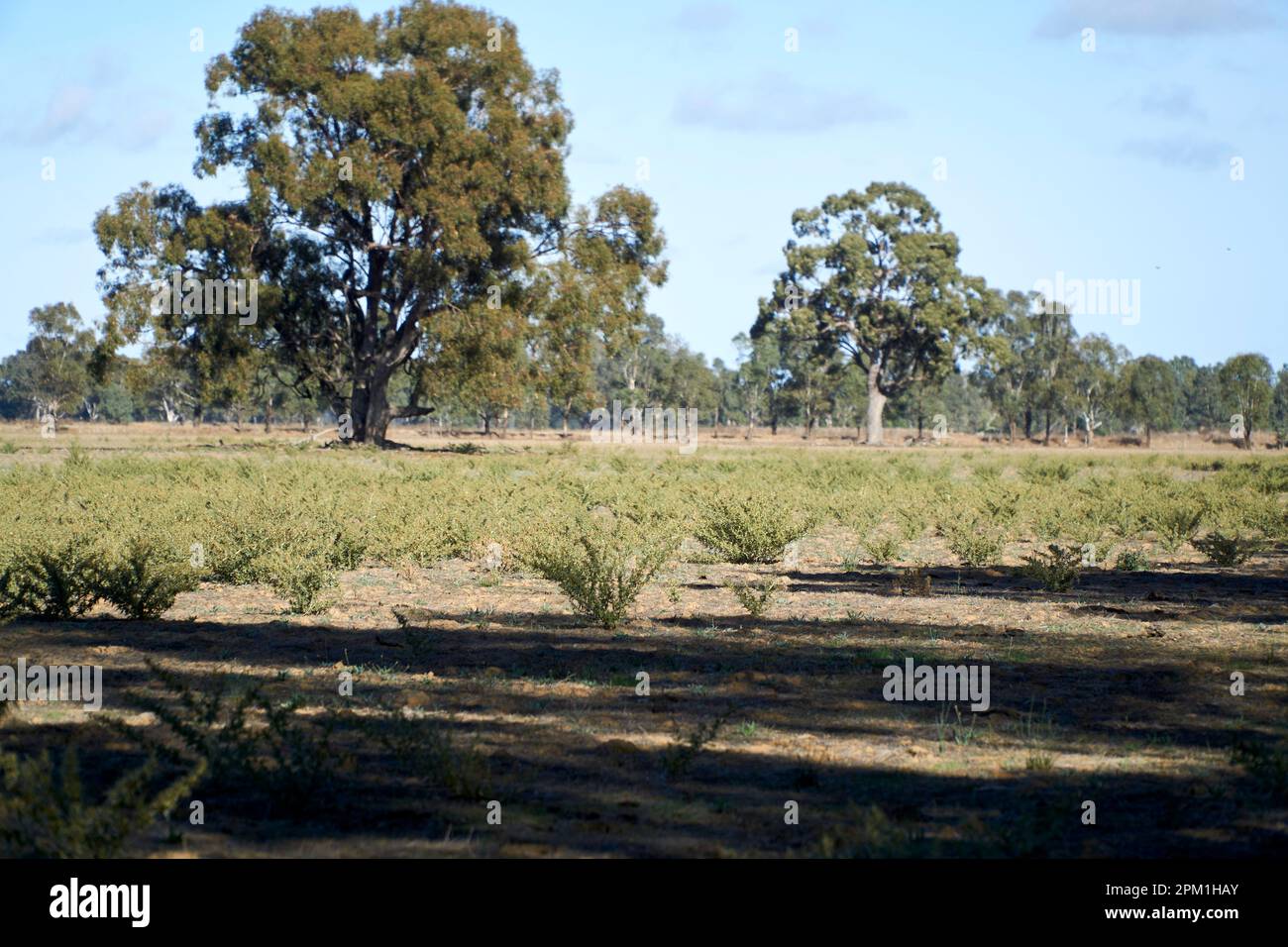 A picture of a paddock overgrown by the Bathurst Burr a introduced weed pest the Xanthium spinosum Stock Photo
